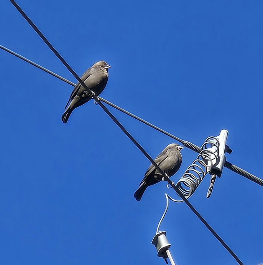 brunhodetrupial - ML645022692