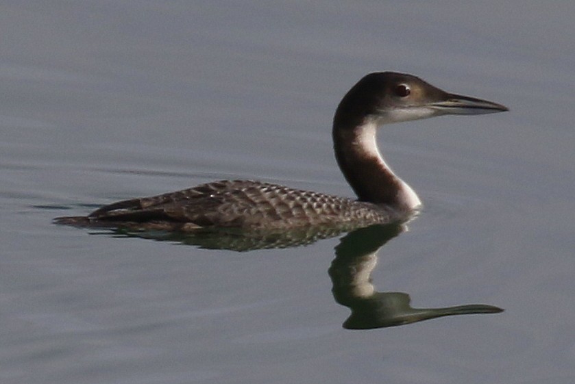 Common Loon - ML645022697
