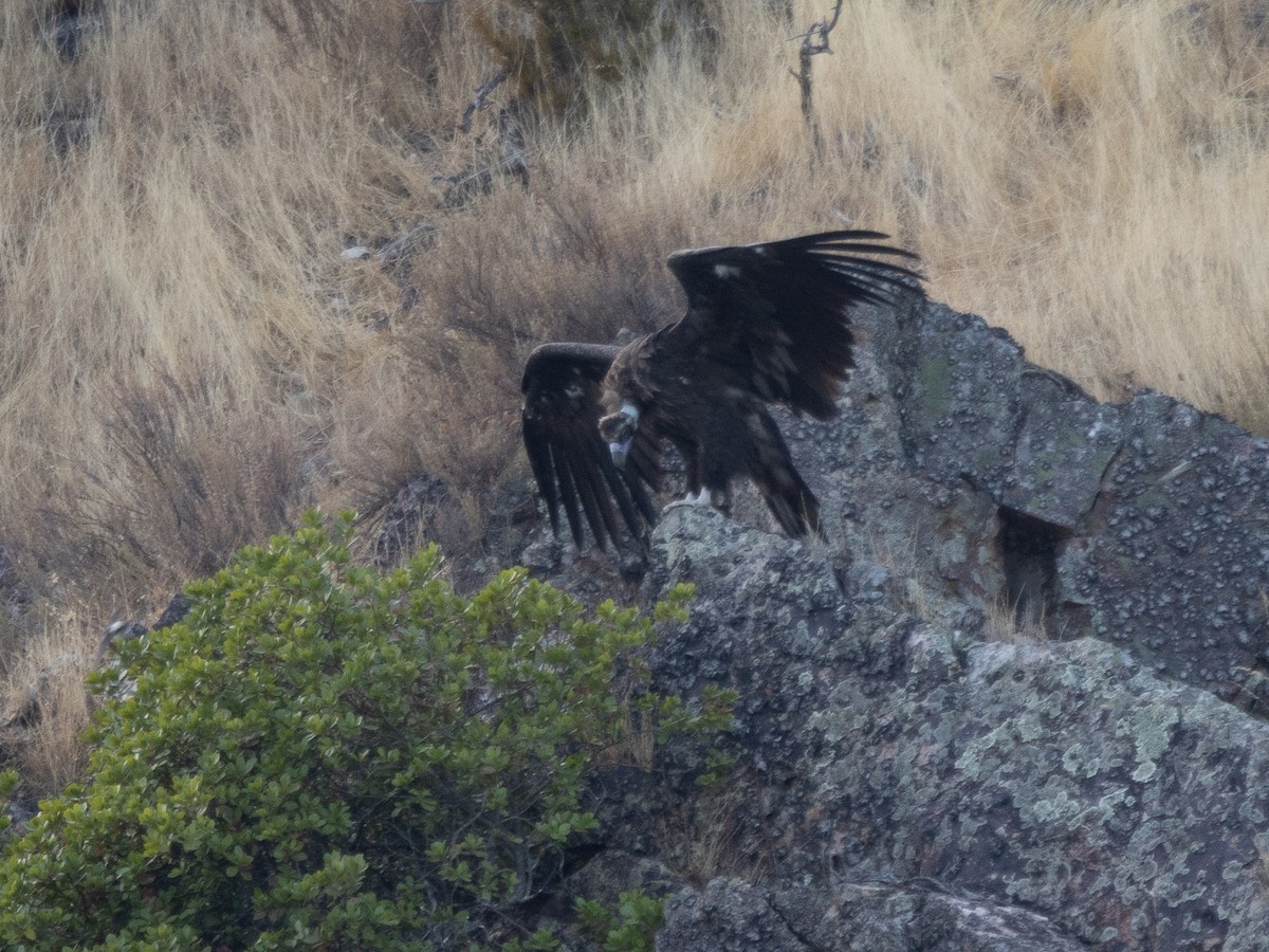 sup hnědý - ML645022698