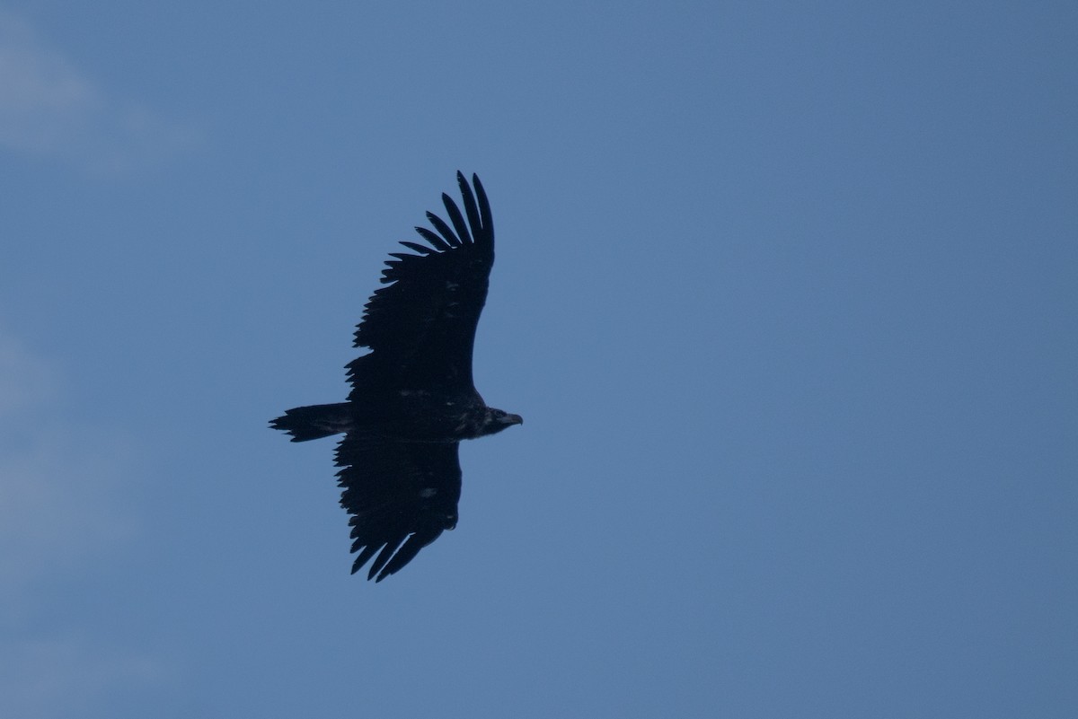 sup hnědý - ML645022699