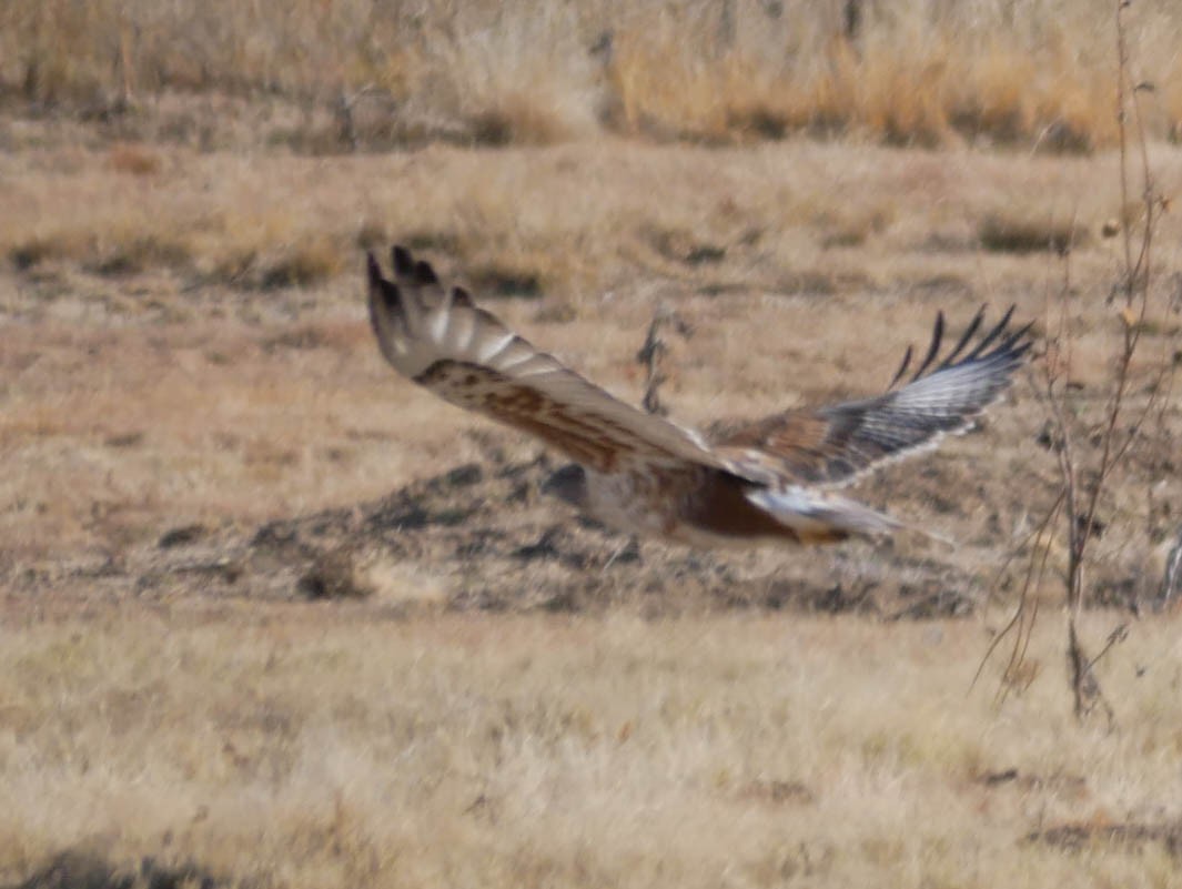 kongevåk - ML645022751