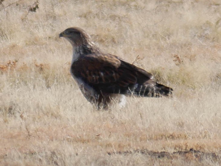 kongevåk - ML645022752