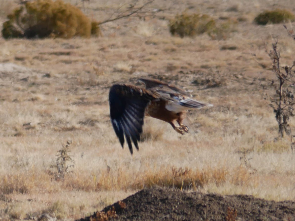 kongevåk - ML645022753