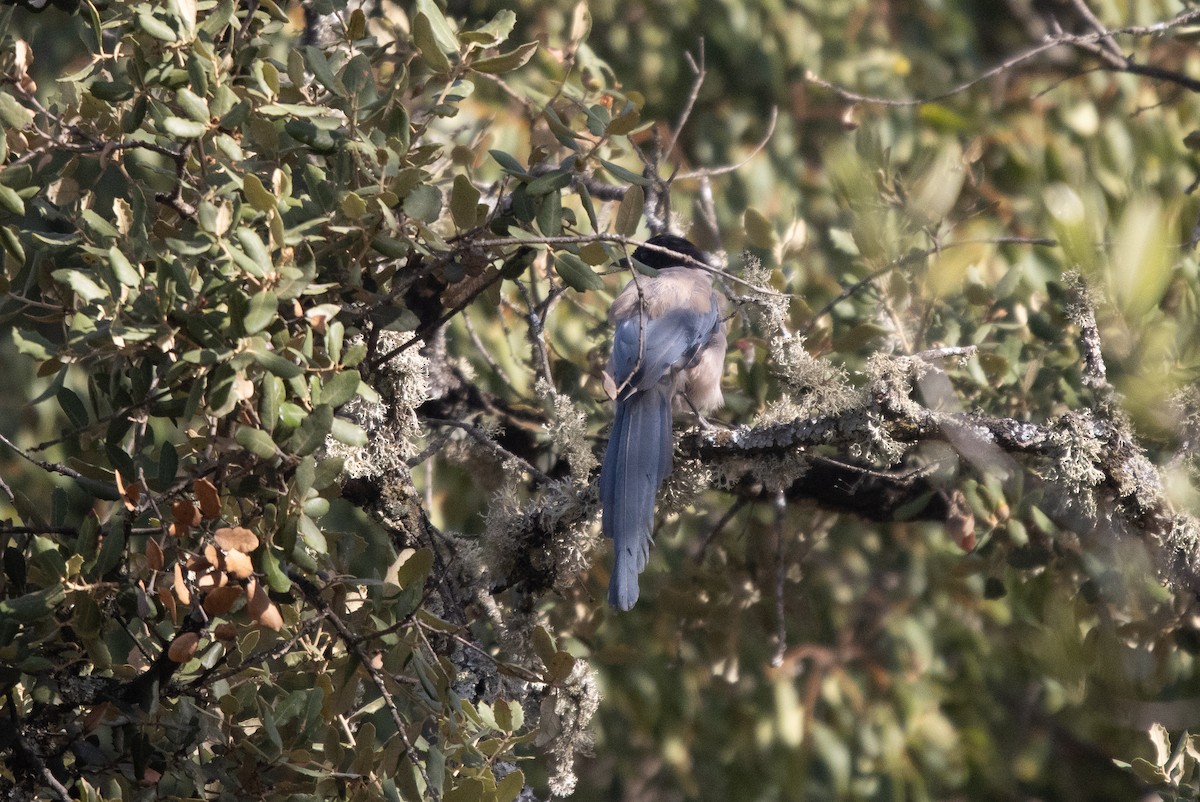 イベリアオナガ - ML645022754