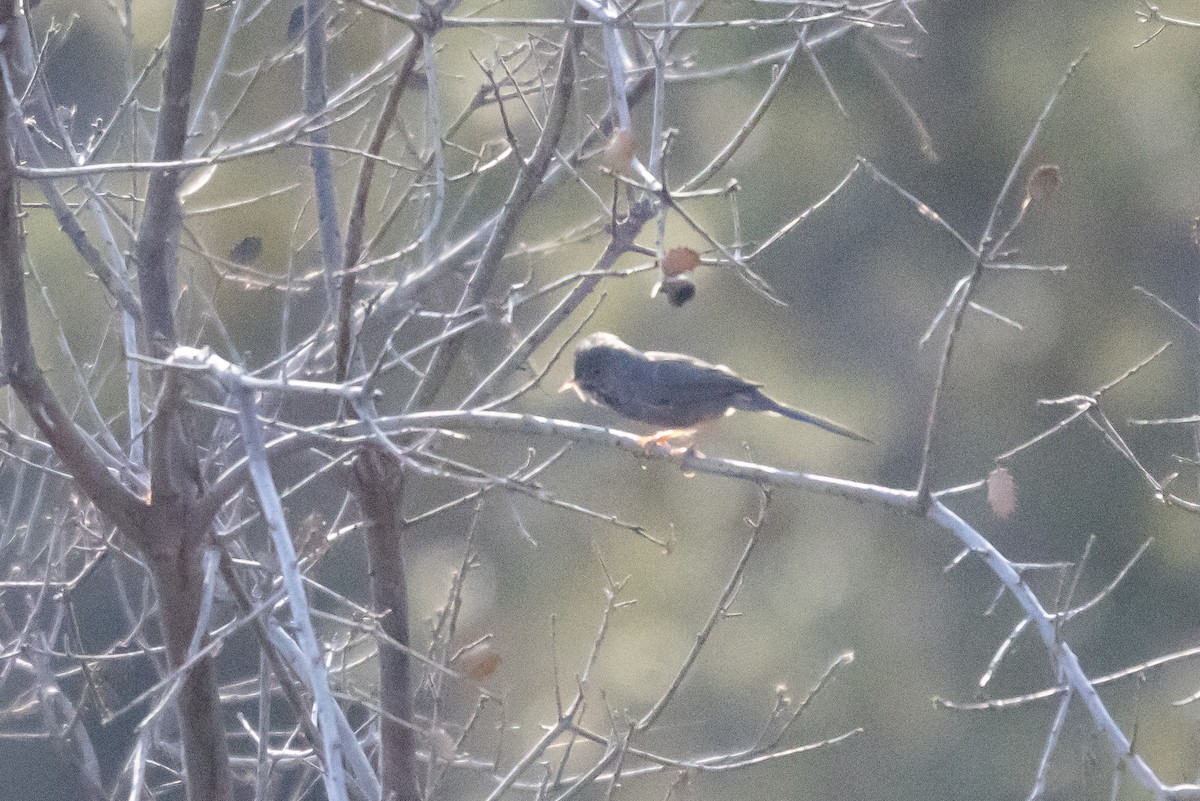 Etze-txinboa - ML645022786