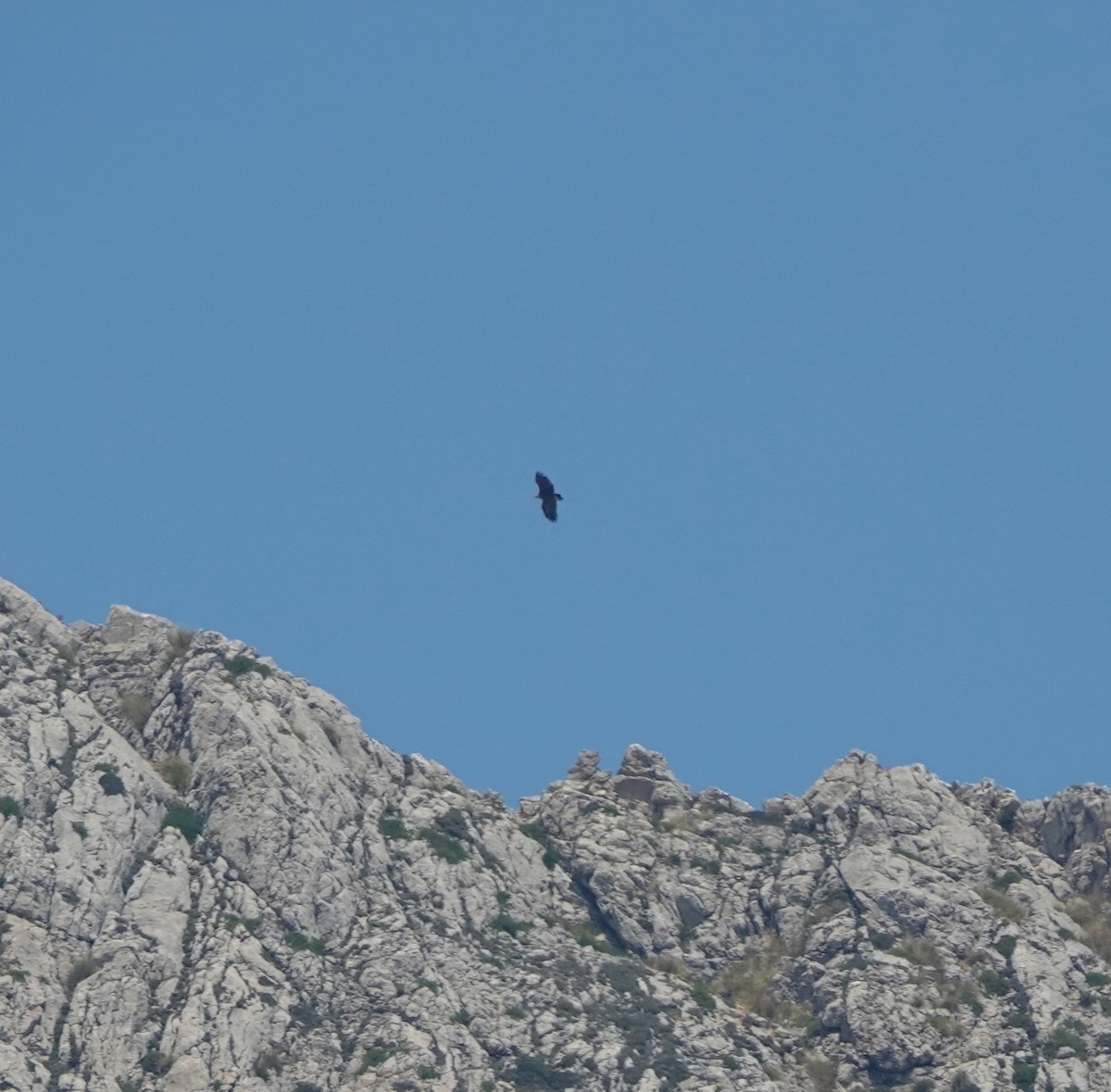 sup hnědý - ML645022797