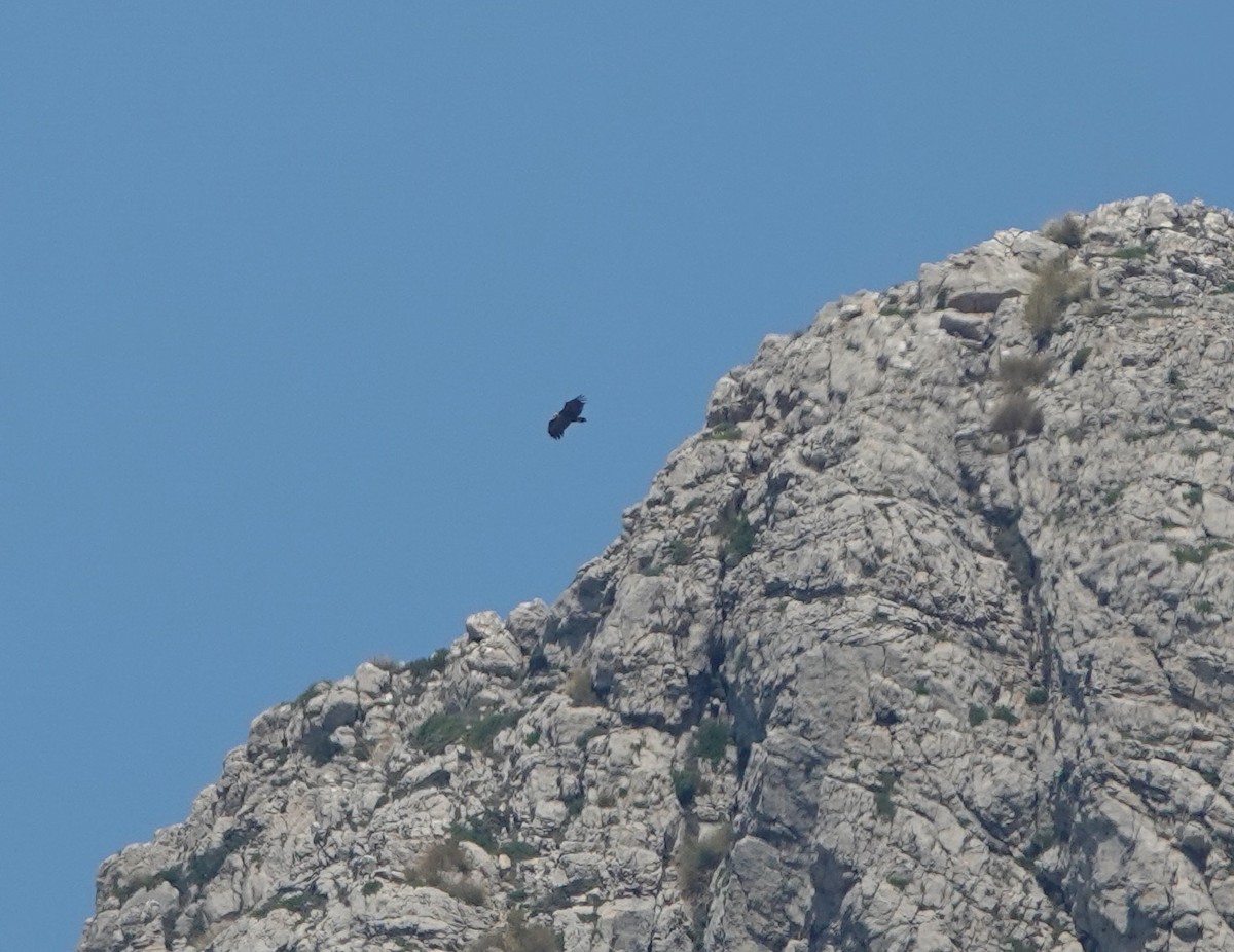 sup hnědý - ML645022798