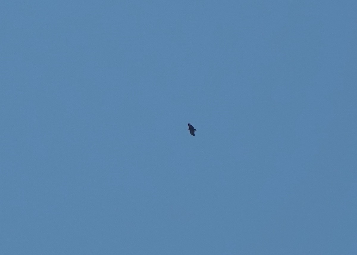 sup hnědý - ML645022800