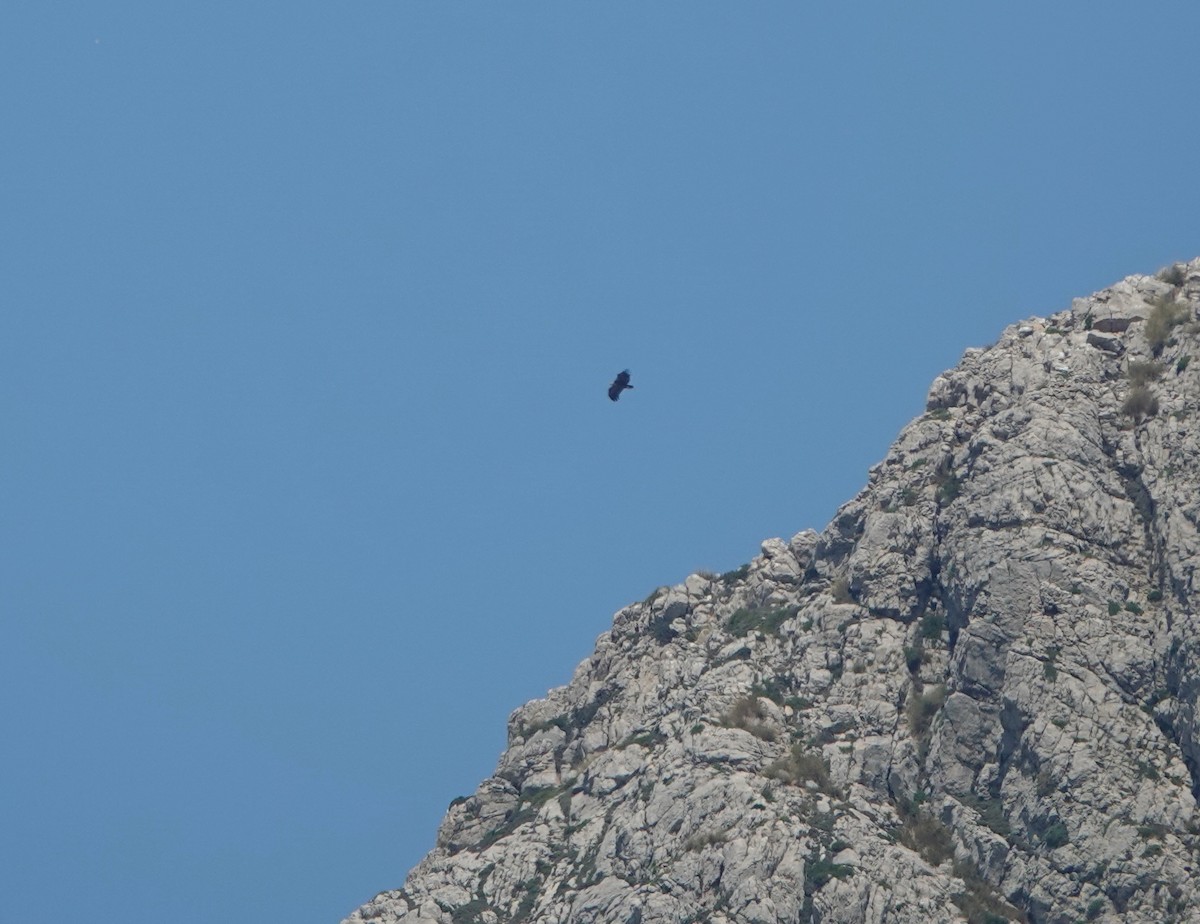 sup hnědý - ML645022802