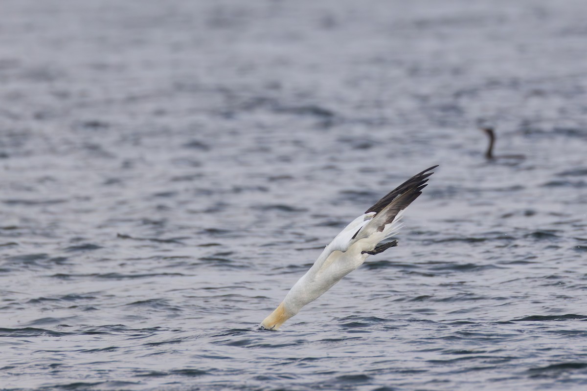 Northern Gannet - ML645022820