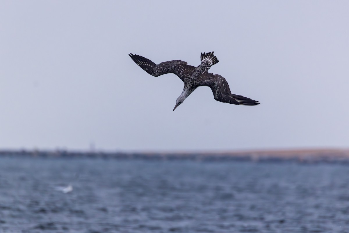 Northern Gannet - ML645022823