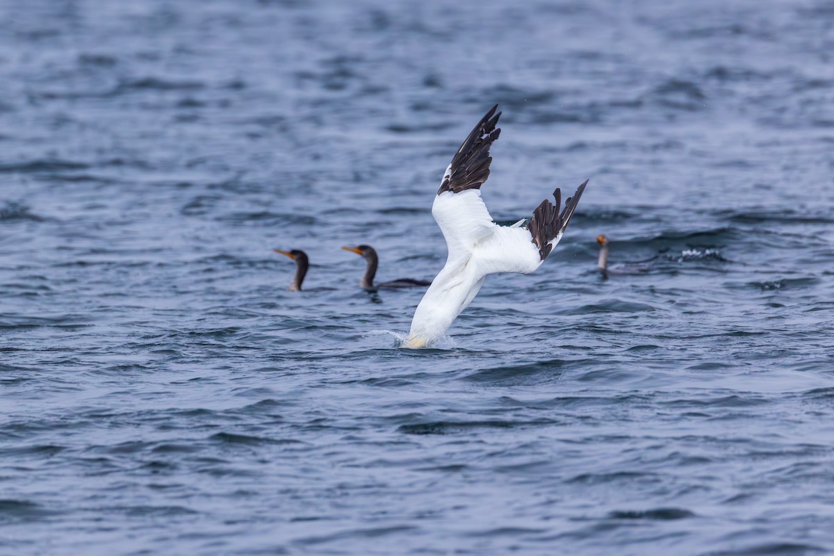 Northern Gannet - ML645022824