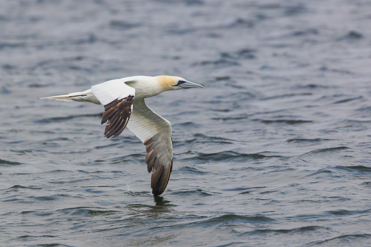 Northern Gannet - ML645022825
