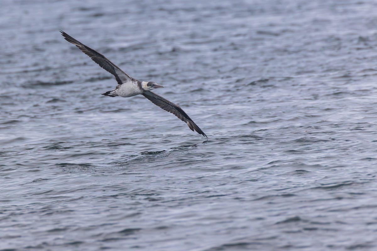 Northern Gannet - ML645022826