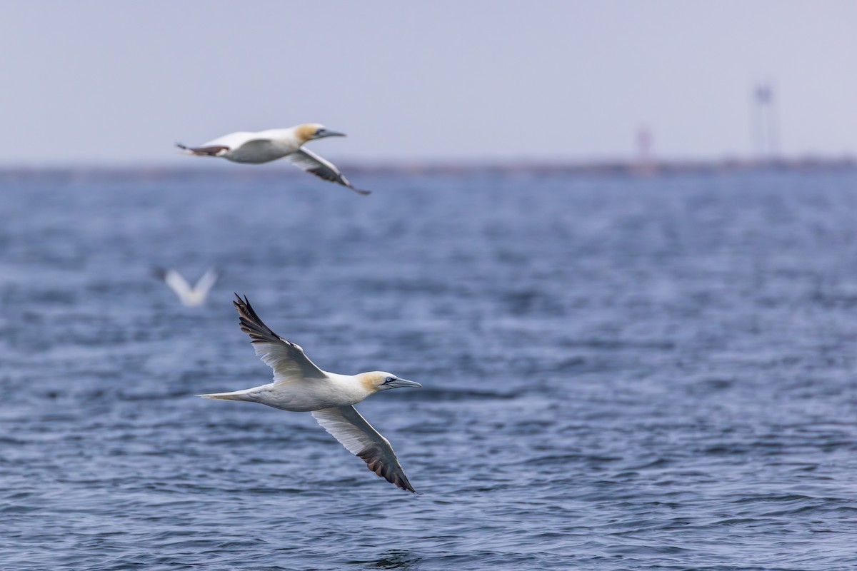 Northern Gannet - ML645022828