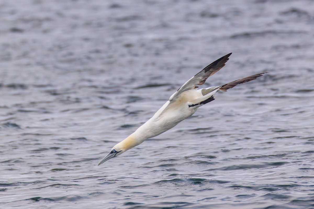 Northern Gannet - ML645022829