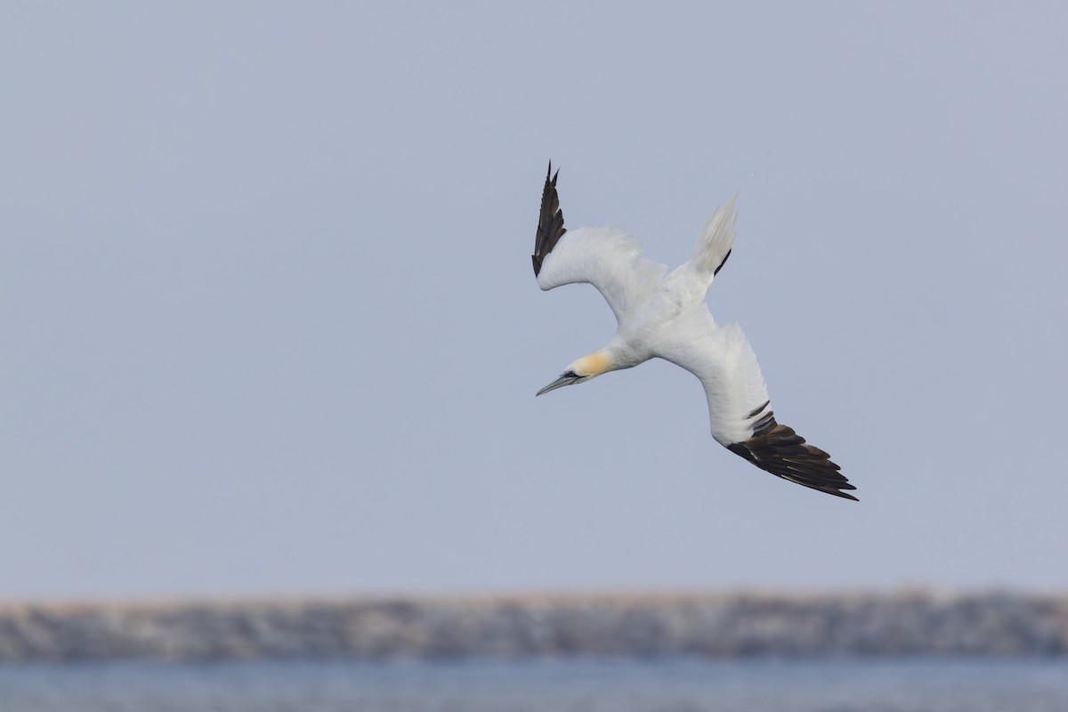 Northern Gannet - ML645022830