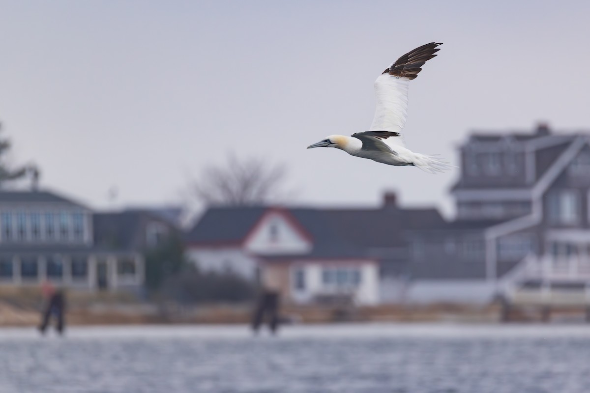 Northern Gannet - ML645022831