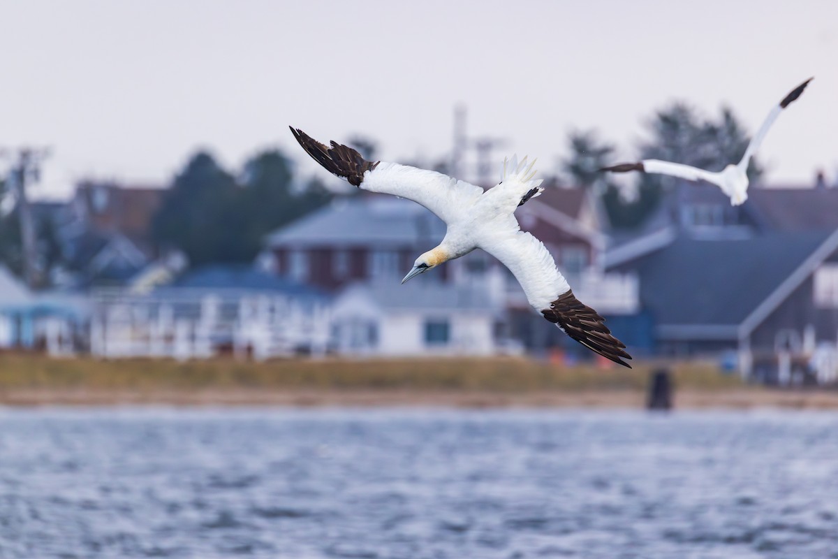 Northern Gannet - ML645022832