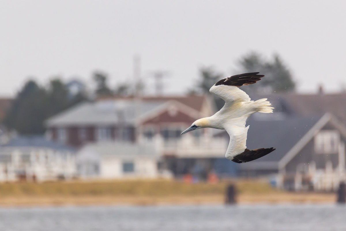 Northern Gannet - ML645022833