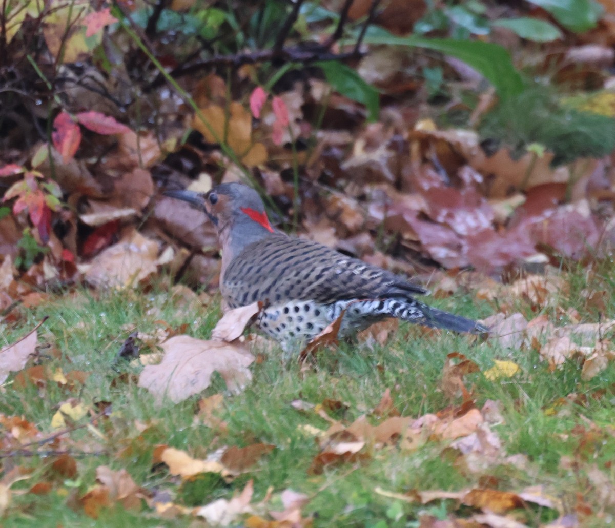 Northern Flicker - ML645022859