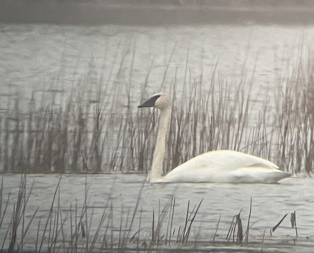 Trumpeter Swan - ML645022892