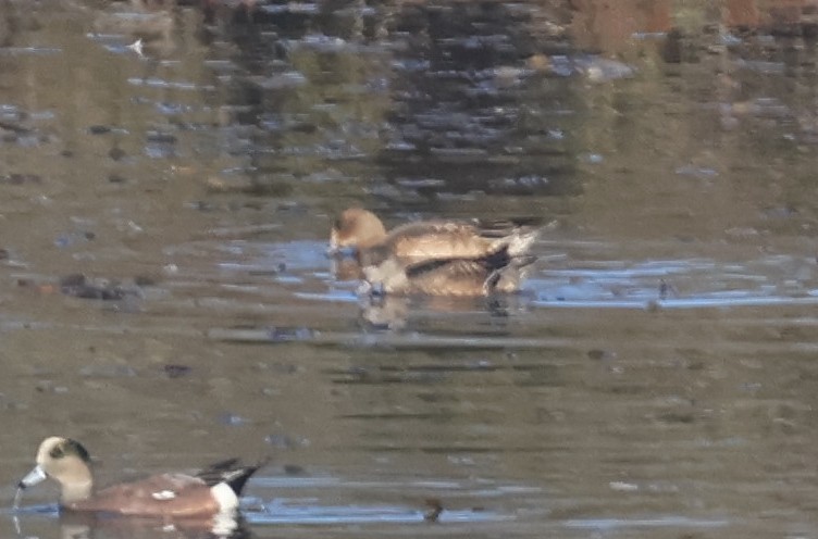 Eurasian Wigeon - ML645022913