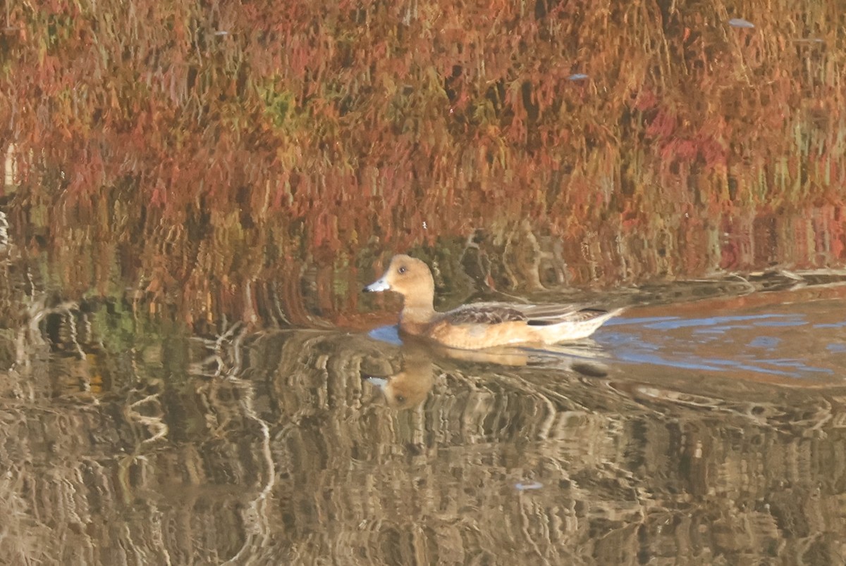 Eurasian Wigeon - ML645022914