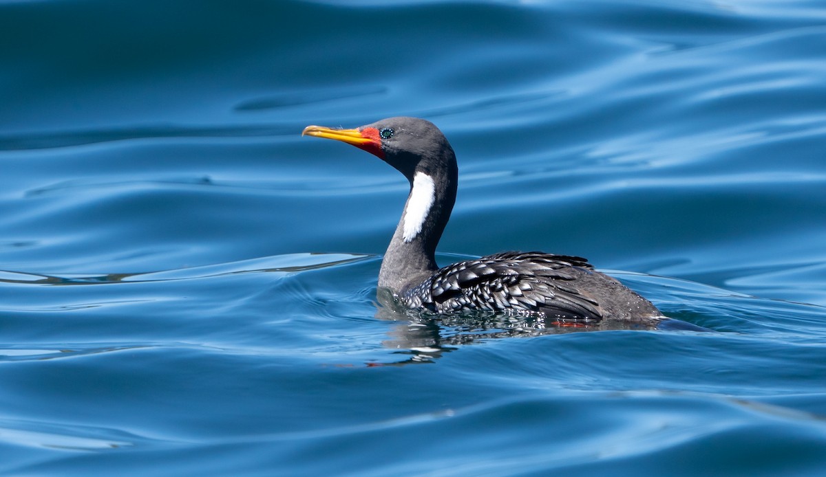 Red-legged Cormorant - ML645022920
