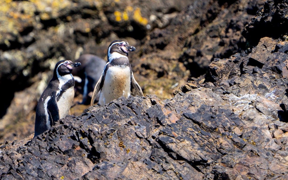 Humboldt Penguin - ML645022926