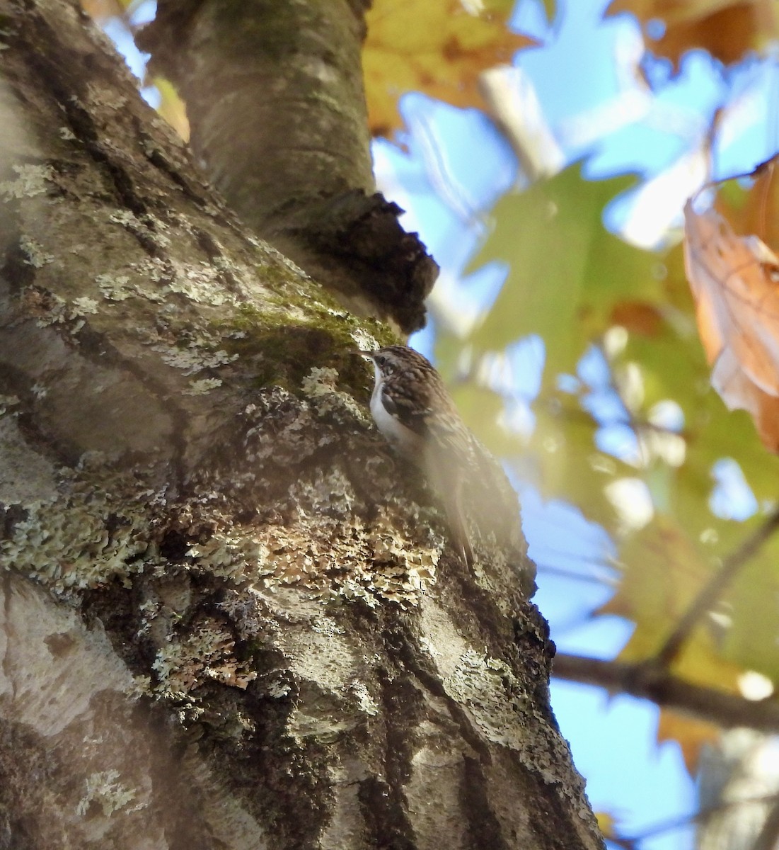 Brown Creeper - ML645022934