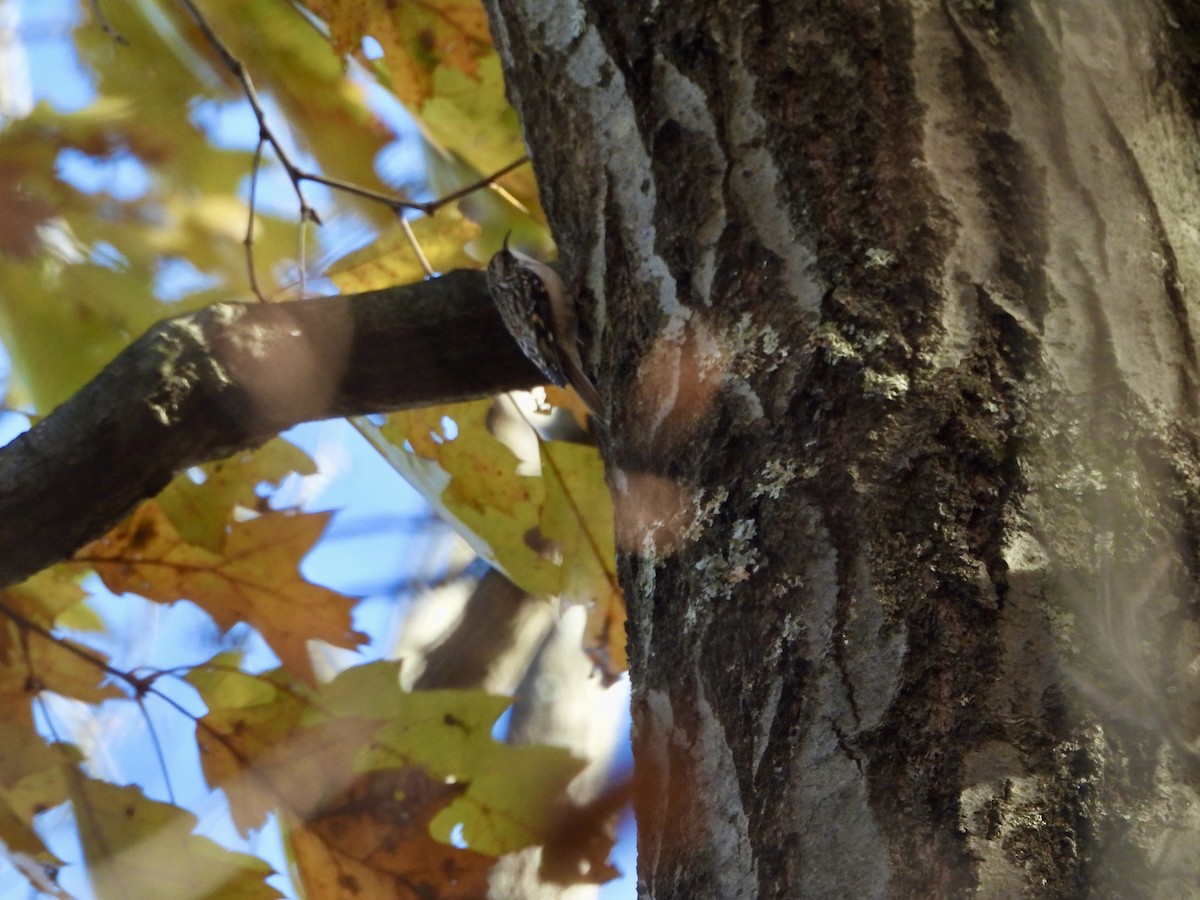 Brown Creeper - ML645022935
