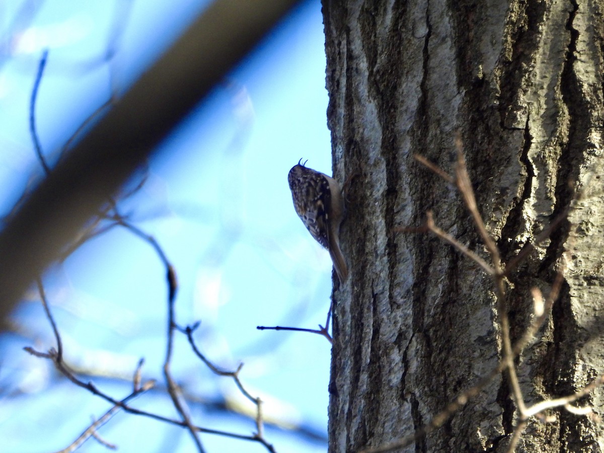 Brown Creeper - ML645022936
