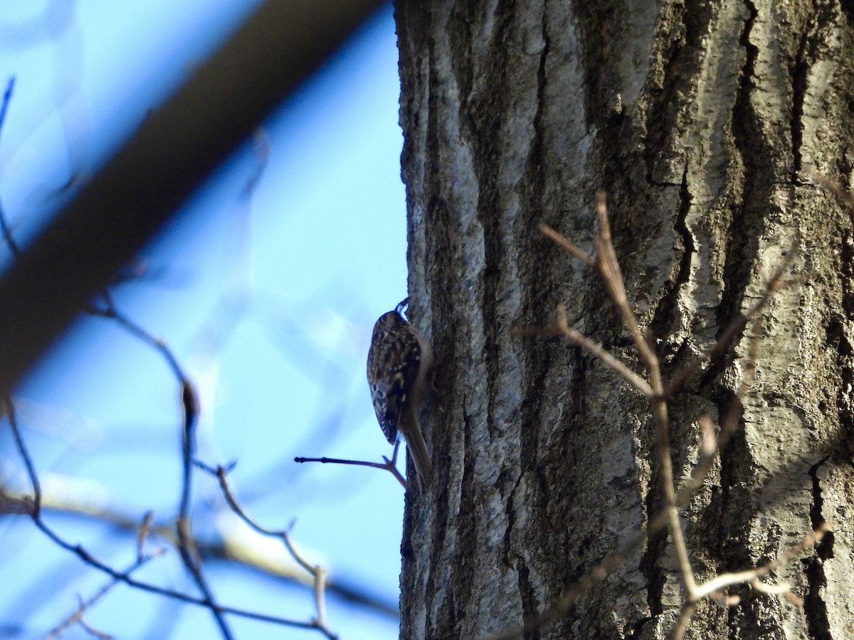 Brown Creeper - ML645022937