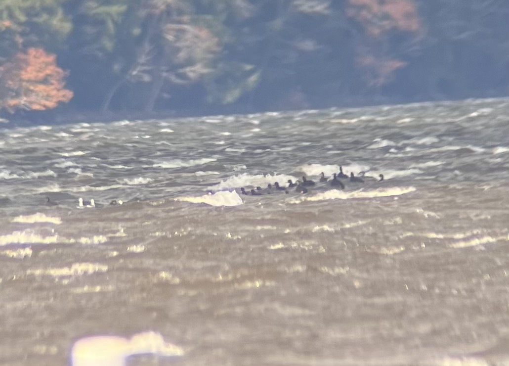 Black Scoter - ML645022945