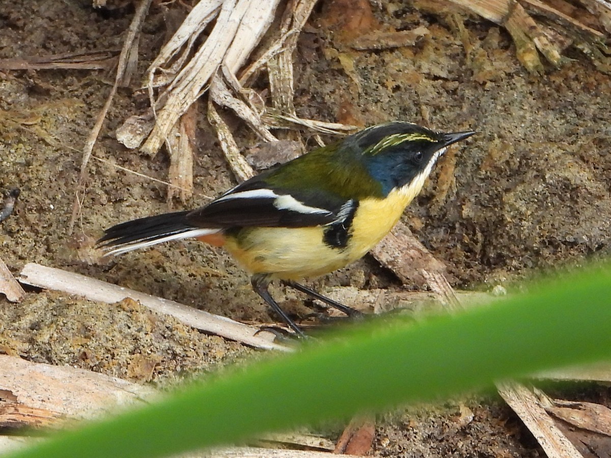 Many-colored Rush Tyrant - ML645022966