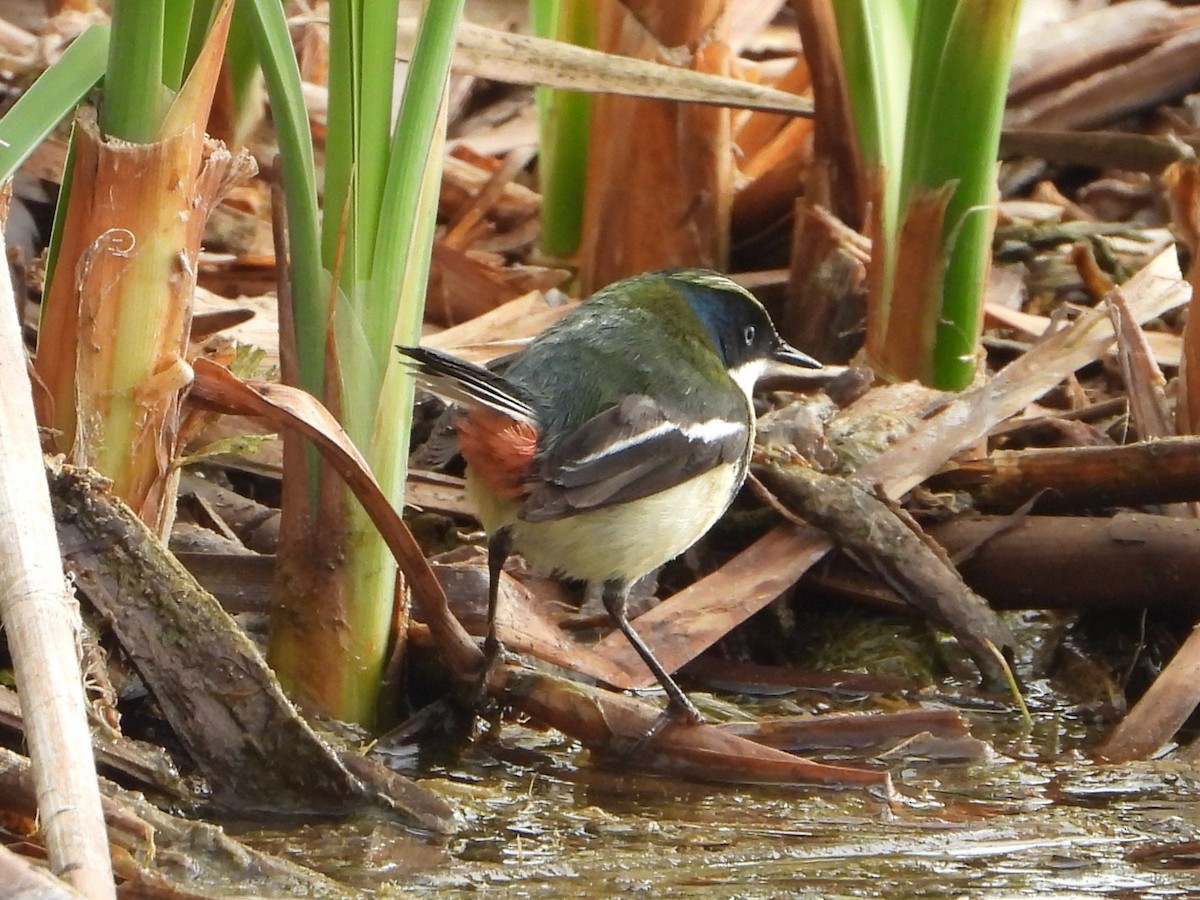 Many-colored Rush Tyrant - ML645022967