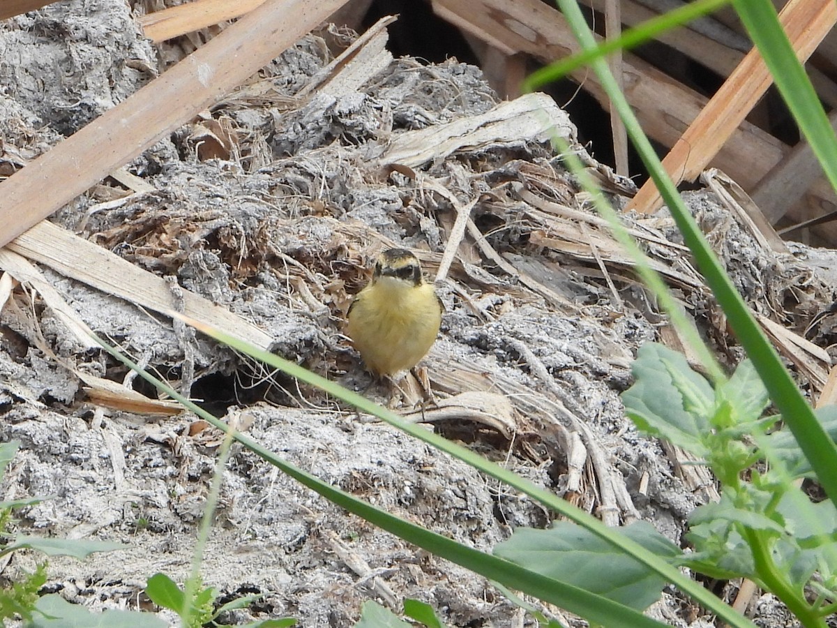 Many-colored Rush Tyrant - ML645022968