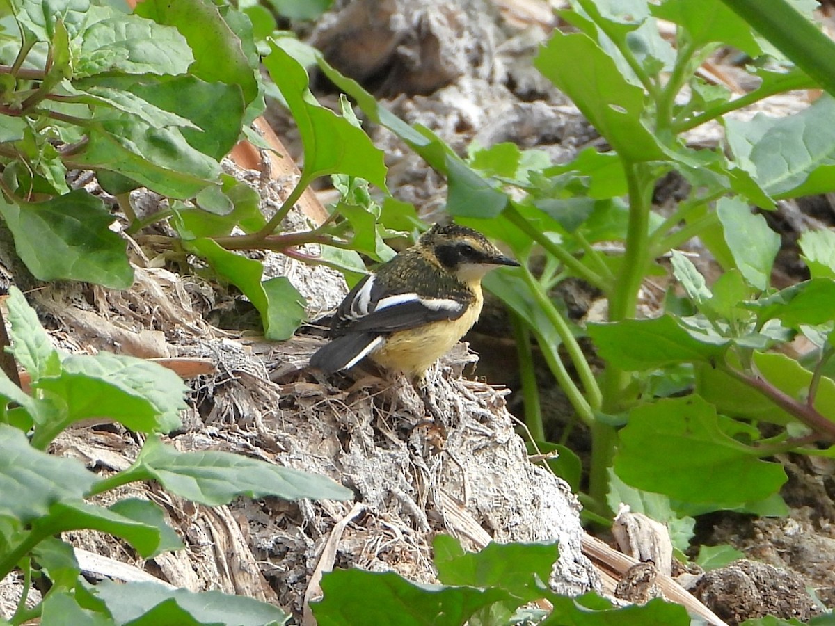 Many-colored Rush Tyrant - ML645022969