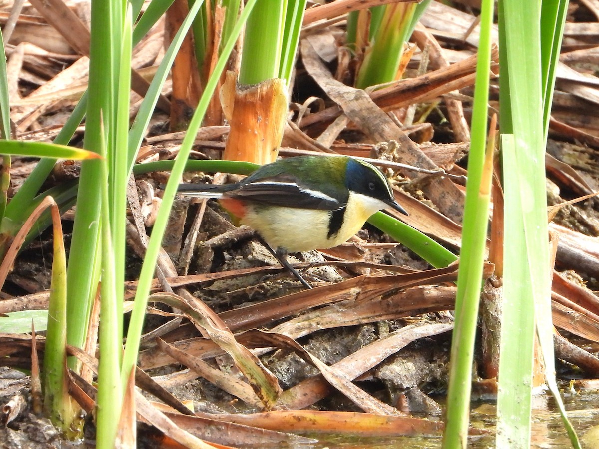 Many-colored Rush Tyrant - ML645022970