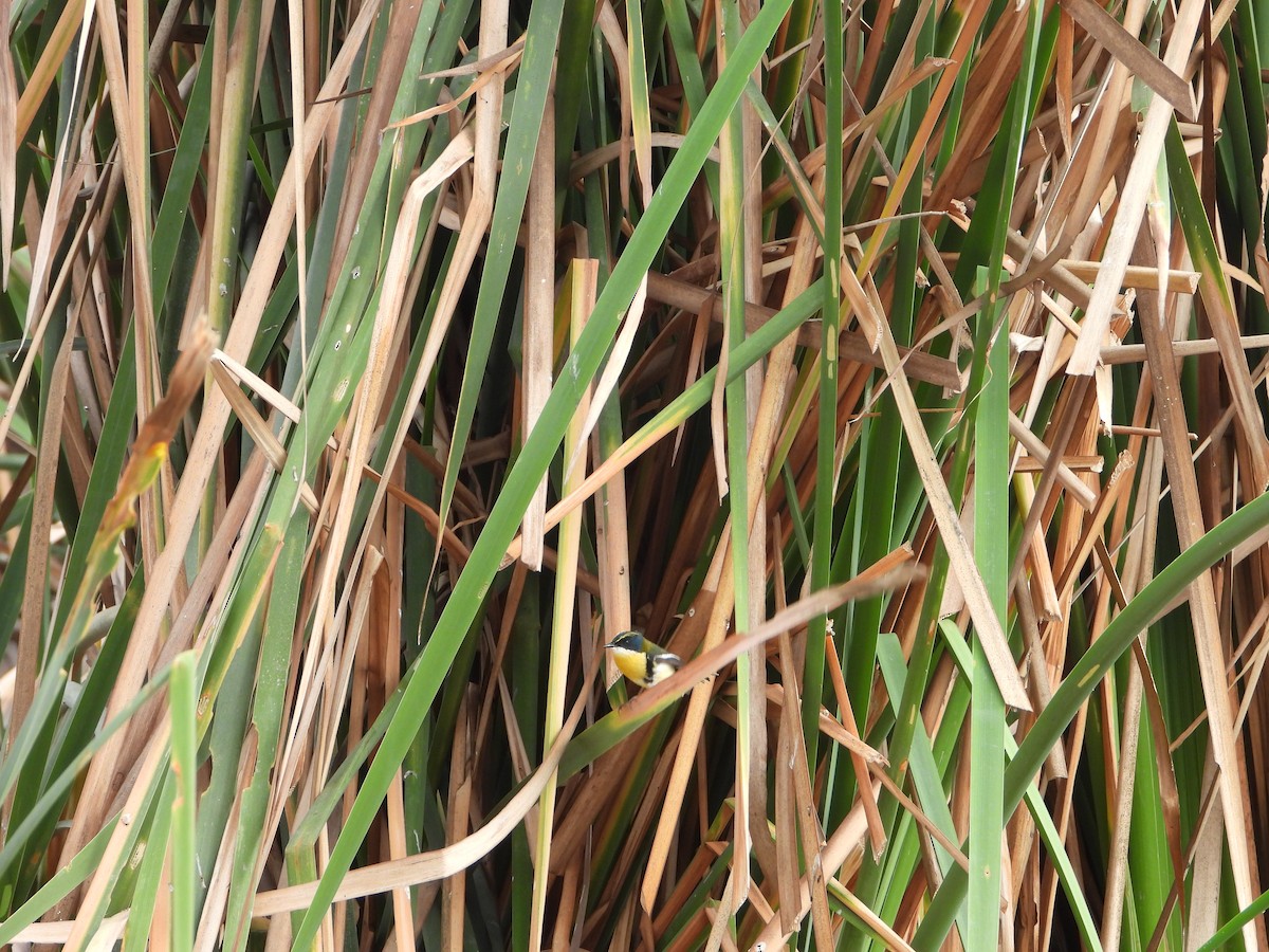 Many-colored Rush Tyrant - ML645022971