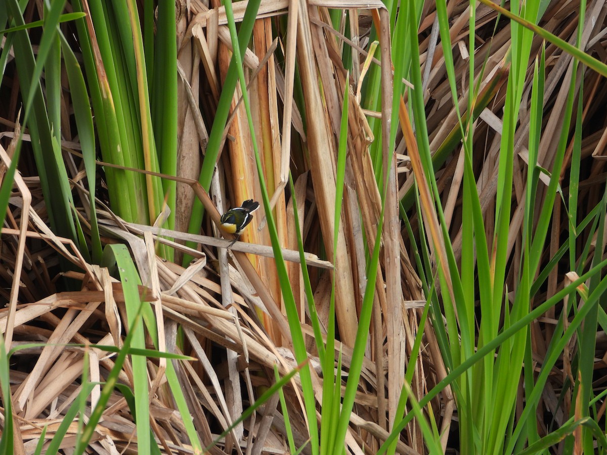 Many-colored Rush Tyrant - ML645022972