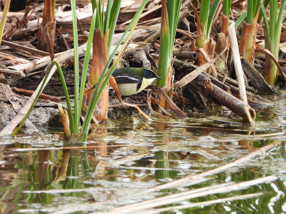 Many-colored Rush Tyrant - ML645022973