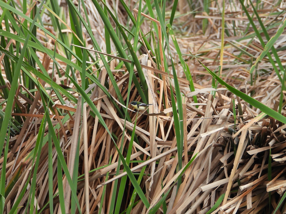 Many-colored Rush Tyrant - ML645022974