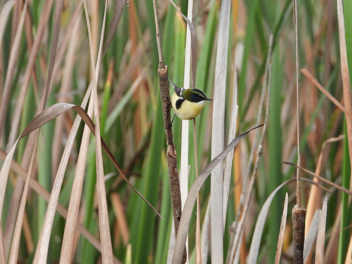 Many-colored Rush Tyrant - ML645022975