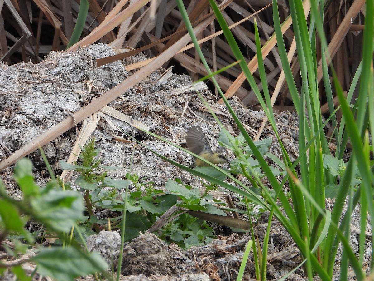 Many-colored Rush Tyrant - ML645022976