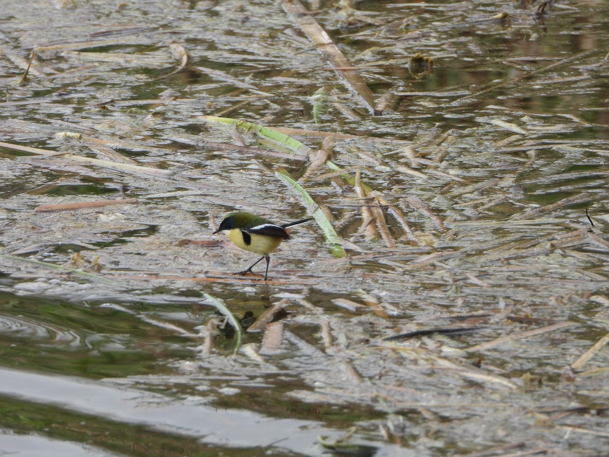 Many-colored Rush Tyrant - ML645022977