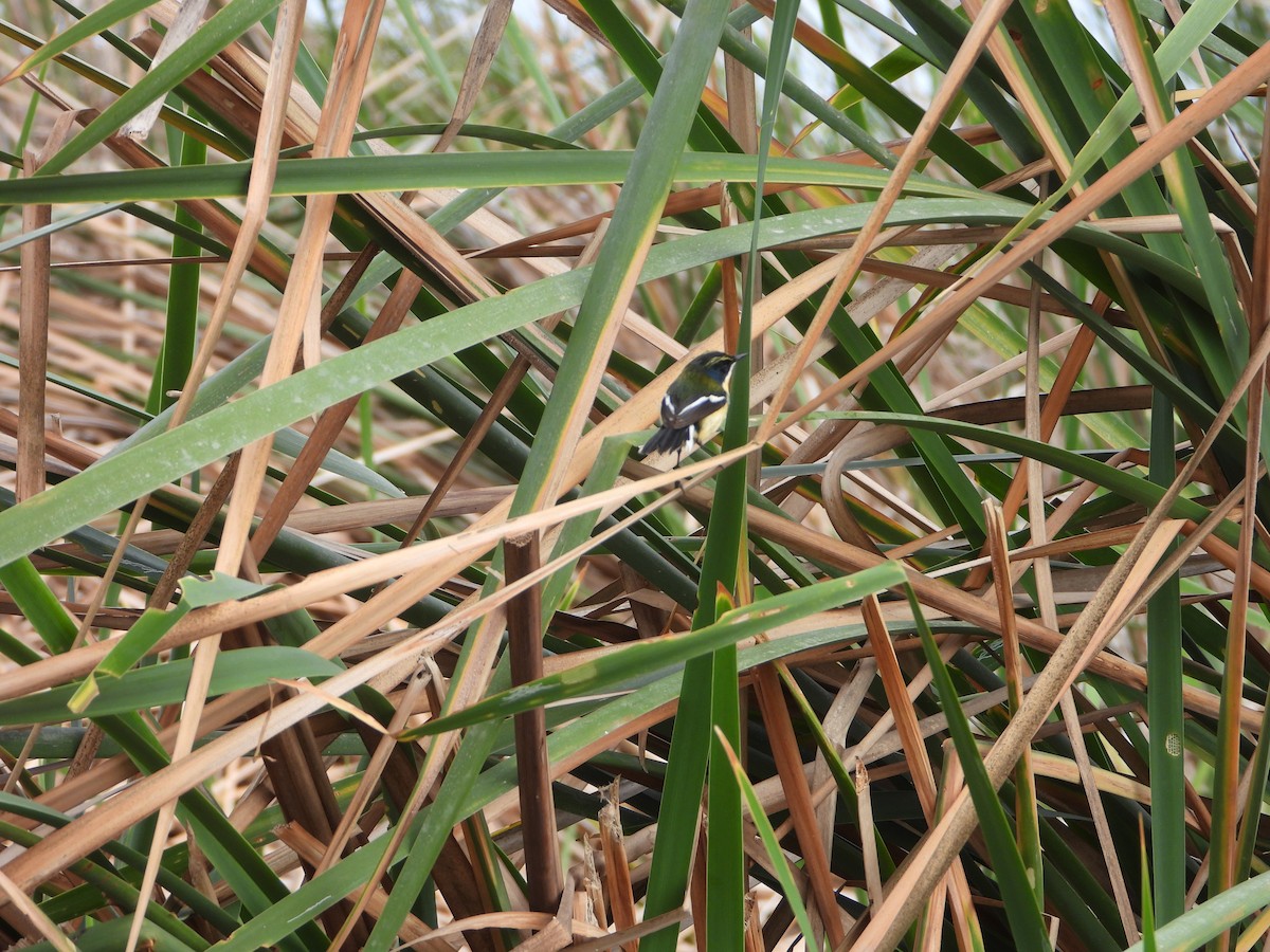 Many-colored Rush Tyrant - ML645022979