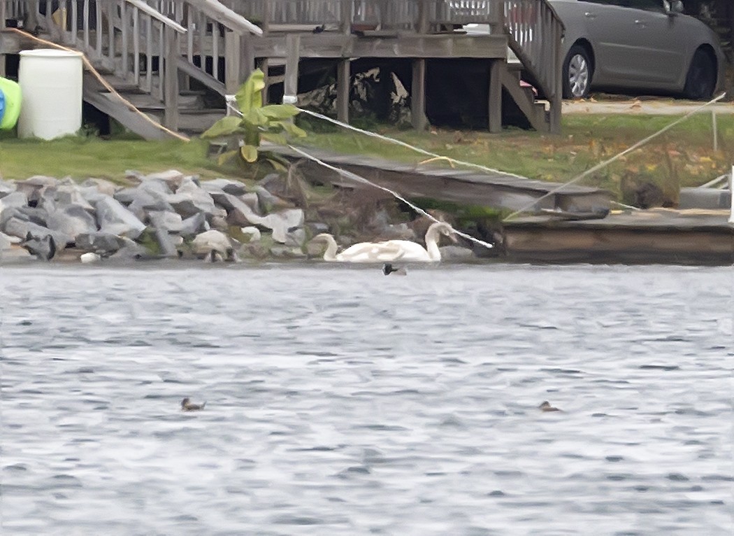 labuť velká - ML645022985