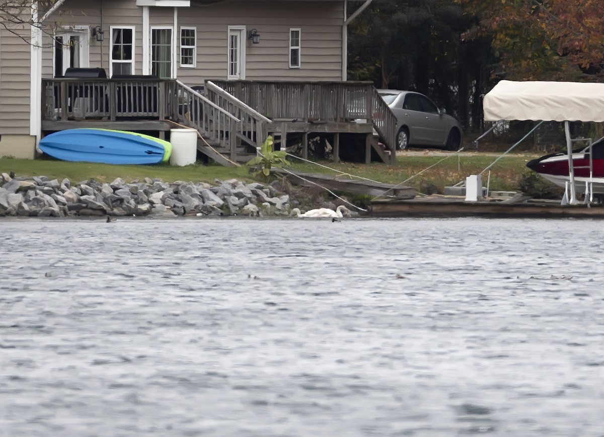 labuť velká - ML645022986